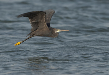 Closeup of a Western reef heron flying at Mameer creek at Bahrain