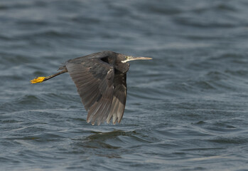 Western reef heron flying at Mameer creek at Bahrain