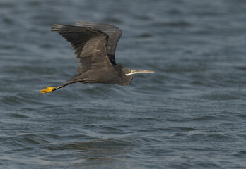 Western reef heron flying at Mameer creek at Bahrain