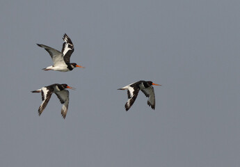 Oystercatchers flying at mameer coast of Bahrain