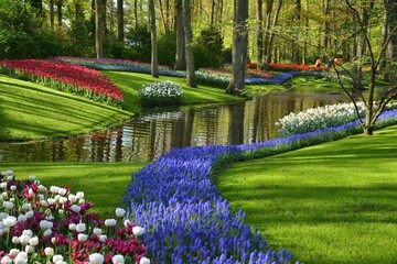 Keukenhof gardens blooming spring flowers by the pond. Colorful tulips and blue Muscari flowers.