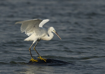 Western reef heron white morphed at mameer coast, Bahrain © Dr Ajay Kumar Singh