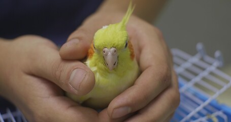 A professional veterinarian carefully examines a cockatiel parrot, holds it carefully and checks the bird's health at a veterinary clinic. Parrot's reception by a veterinarian.