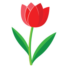 red tulip on white background