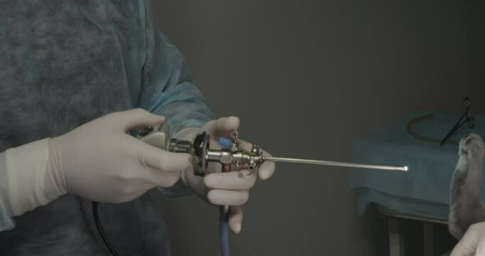 A veterinary surgeon in surgical cell carefully prepares a cystoscope for the cystoscopy procedure on an anesthetic cat in the operating room. The study of the bladder in a cat by endoscopy.