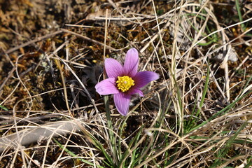 Beautiful purple fluffy flower Oriental Pulsatilla patens pasqueflower