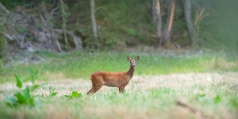 Roe deer doe on the lookout in a field on the edge of the forest. Capreolus capreolus, Touraine, Indre et Loire 37, région Centre Val de Loire, France, European Union, Europe