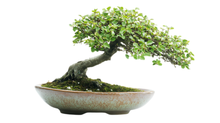 A small bonsai tree in a ceramic pot is displayed