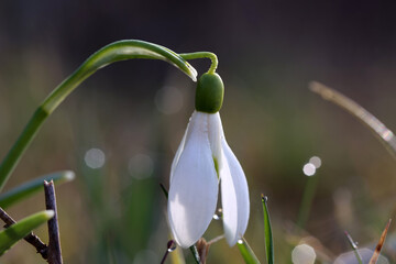 A cluster of Snowdrops backlit with sunlight