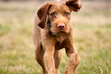 wirehaired vizsla puppy dog playing © Ivaylo