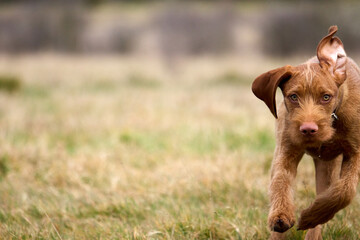 wirehaired vizsla puppy dog playing © Ivaylo