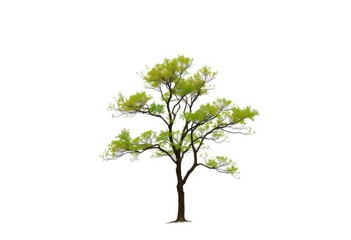 A solitary tree stands against a pure white backdrop, growth, vibrant