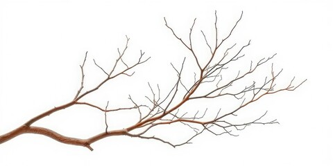 Bare, intertwined branches isolated on pure white, isolated, minimalist