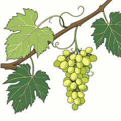 High-Resolution Photorealistic Green Grape Cluster with Vine Leaves – Isolated on White.