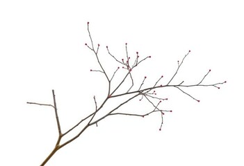 Delicate, bare branches isolated on pure white backdrop, bare, simple