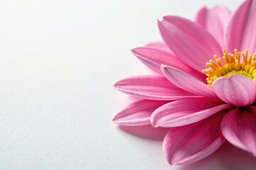 Fototapeta premium Delicate flower petals unfolding on white background, color, garden