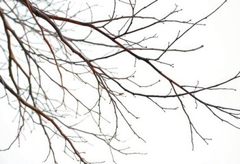 Obraz premium Delicate, intertwined bare branches against a pure white backdrop, botanical, winter