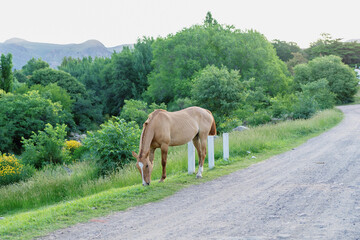 Horse grazing on a rural path surrounded by lush greenery