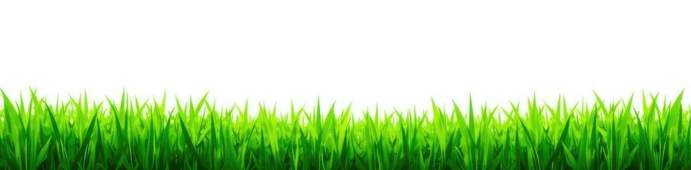 Fototapeta premium Isolated grassland with a single blade of grass, foliage, grass