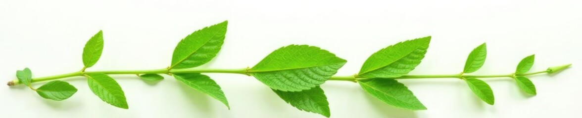 Fototapeta premium Isolated green plant against white background with texture, botany, herbaceous,