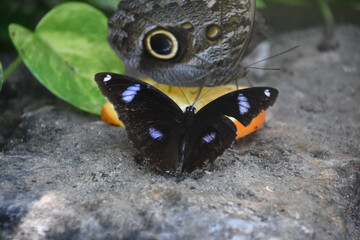 Eggfly Butterfly Drinking from an Orange Slice