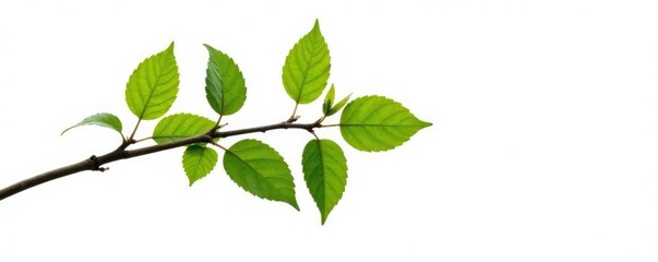 Obraz premium Long branch with leaves and twigs isolated on white background, nature, background, twigs