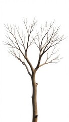 Obraz premium Long slender branches stretching out from a central point isolated on white background, wooden, natural