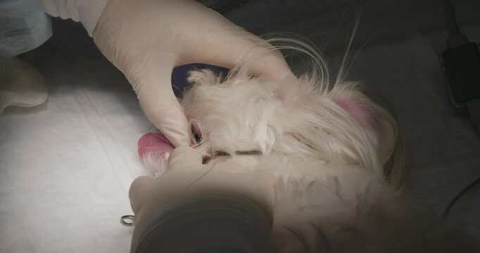 The veterinarian, preparing a small white dog for the dental procedure, inserts a rotor subsidifier to ensure the necessary access to the teeth. Preparation of the dog for the dental procedure.