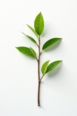 Fototapeta premium Single isolated branch on white background with subtle texture, simple, nature