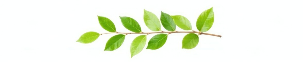 Naklejka premium Single isolated branch with green leaves on white background, wood, natural, foliage