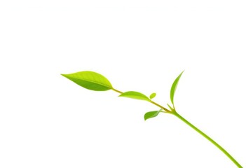 Single vibrant green plant, isolated on pure white backdrop,  eco, twig