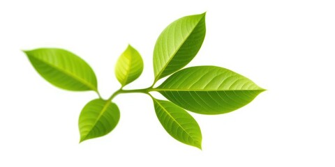 Fototapeta premium Single vibrant green plant, isolated on pure white background, environment, image