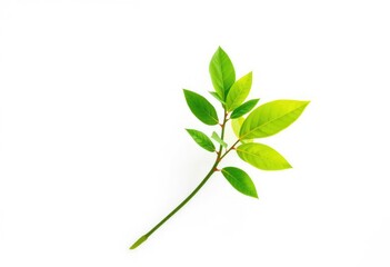 Obraz premium Single vibrant green plant, isolated on pure white, foliage, environment