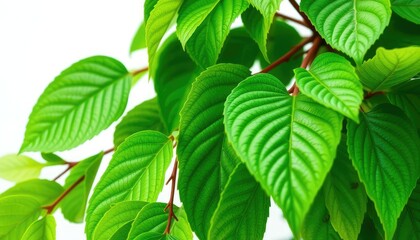 Fototapeta premium Vibrant green leaves, intricate details, crisp white backdrop, vegetation, isolated