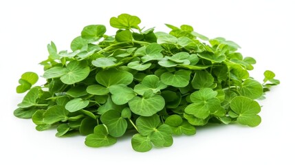 Fototapeta premium Fresh, Green Gotu Kola, Indian Pennywort, Asiatic Pennywort Leaves, Isolated on White Background