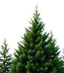 A majestic fir tree stands alone against a pure white background, greenery, woodland