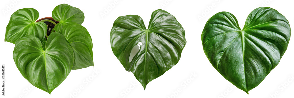 Poster a fresh green tropical leaf, large in size, is depicted in isolation on a transparent background, a 