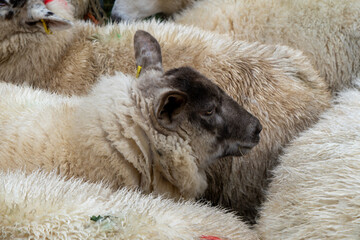 UK Sheep Breed Dark Profile © Bartnikx