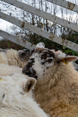 Eppynt Sheep Fence UK Profile