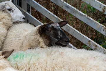 UK Sheep Breeds Fence Close