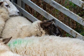 UK Sheep Breeds Fence Close