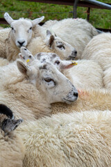 UK Kerry Welsh Lleyn Sheep