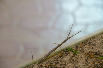 Stick insect and baby on brown ground.