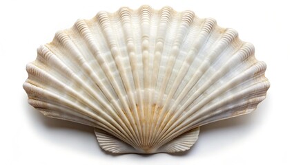 White elegant sea jacobean scallop shel isolated on white background
