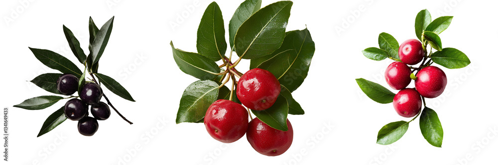 Poster on a transparent background, a surinam cherry is shown in isolation, generated by ai