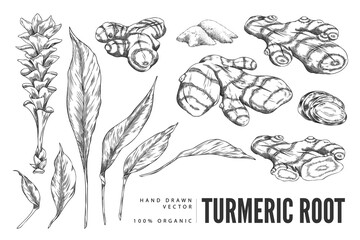 Turmeric plant flower and root, powder engraved sketch vector set, hand drawn organic Curcuma spice, ginger condiment