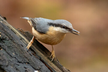 Eurasian Nuthatch (Sitta europaea)