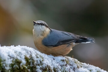 Eurasian Nuthatch (Sitta europaea)