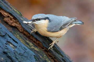 Eurasian Nuthatch (Sitta europaea)