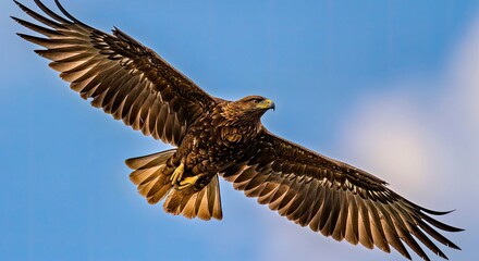 Obraz premium A proud eagle with potato chip feathers fanning out like golden wings